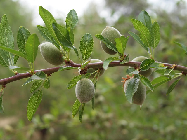 Microplant