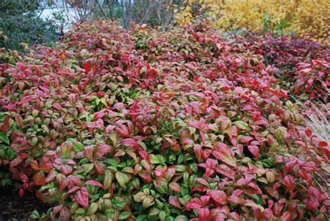 Nandina Fire Power