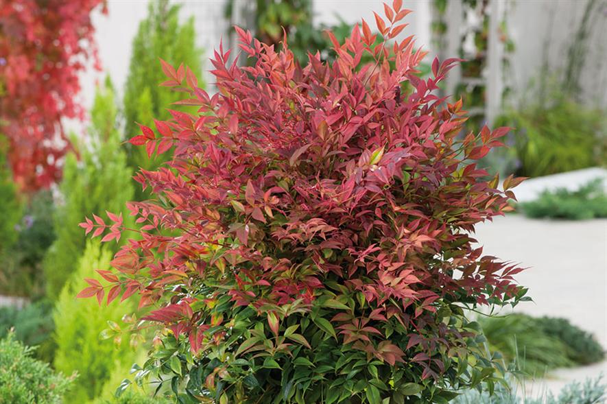 Nandina Obsessed ®